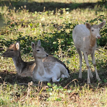 Отель Popilia Country 4*