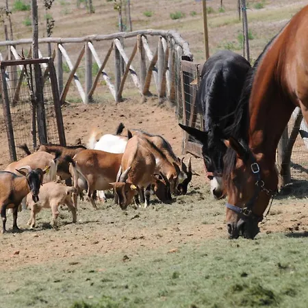 Popilia Country Пиццо