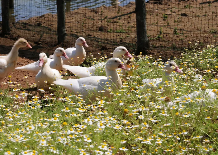 מלון Popilia Country