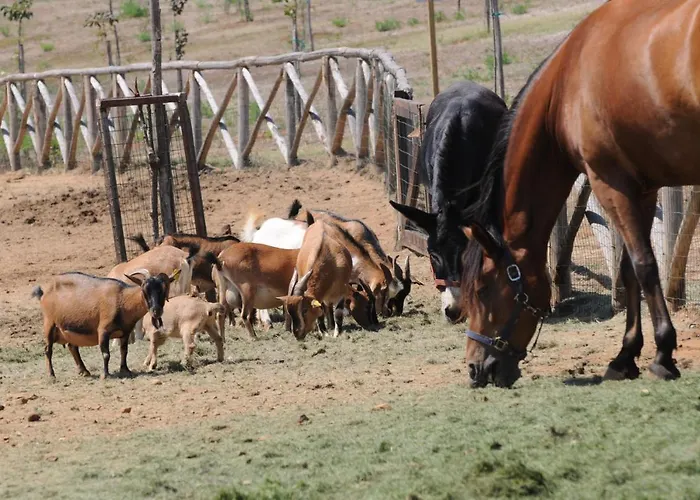 Popilia Country פיצו