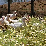 Hotel Popilia Country