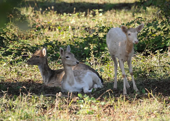 Hotel Popilia Country 4*